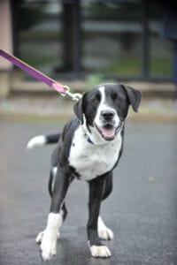 At Helping Hounds, a black and white dog is taking a walk.