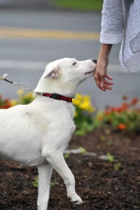 Helping Hounds dog gives human a kiss on the hand.