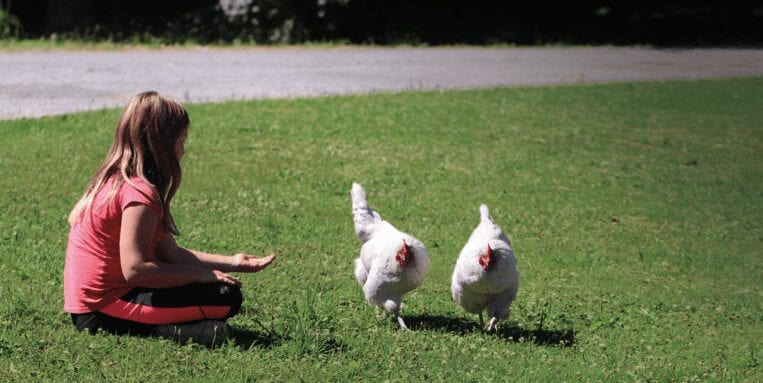 girl plays with chickens