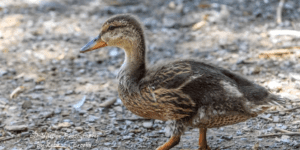 duck