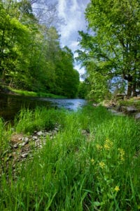 Creek in forest