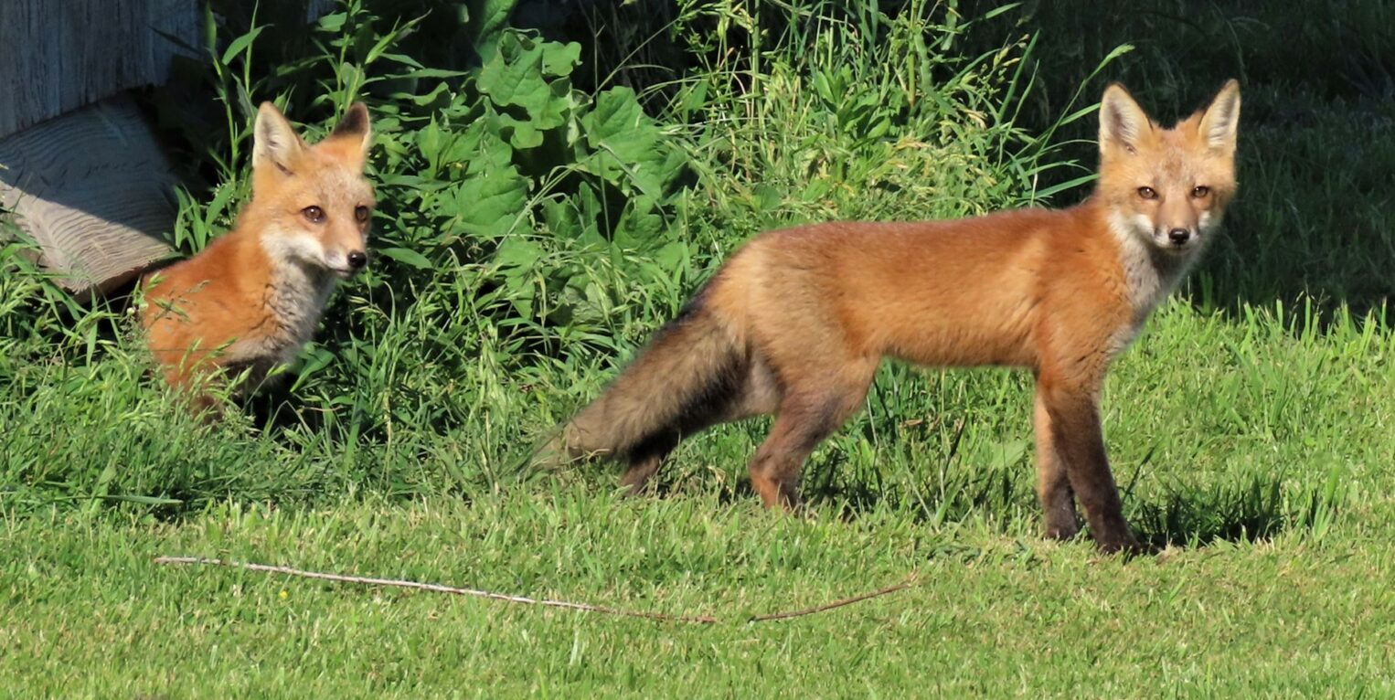 Foxes on grass