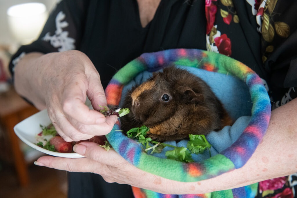 Guinea pig